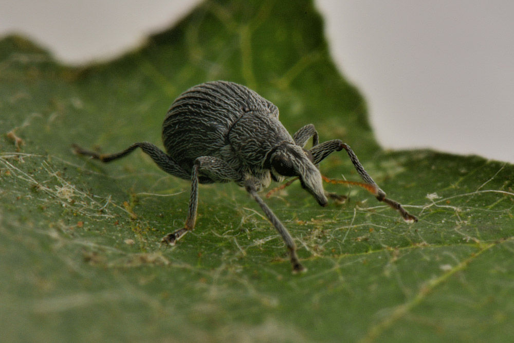 Apionidae?  S, Oxystoma craccae